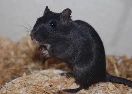 Schwarze Mausart? (Haustiere, Maus, Ratten)