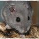 Hilfe! hamster hat klumpen am ohr