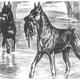 Wofür wurden Pinscher (also Dt. Pinscher, Dobermann, Affenpinscher und co.) ursprünglich gezüchtet??