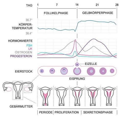 menstrual cycle calculator how to work out