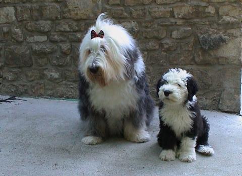 was ist deine lieblingshunderasse ? (Haustiere, hunde, tiere)