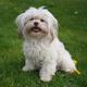 ist das ein Maltipoo welpe?