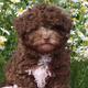ist das ein Maltipoo welpe?