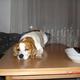 Soll ich mir einen Hund anschaffen ??