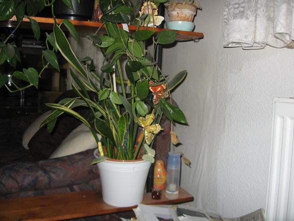 20170115145052 pflanzen badezimmer ohne fenster ~ easinext.com