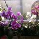 Orchideen frage zu der Phalaenopsis Orchidee: Vor länger Zeit habe ich die erworben im Angebot