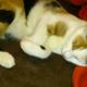 Katze - Hilfe?!