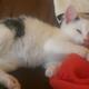 Katze - Hilfe?!