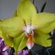 Orchideen frage zu der Phalaenopsis Orchidee: Vor länger Zeit habe ich die erworben im Angebot