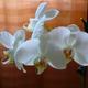 Orchideen frage zu der Phalaenopsis Orchidee: Vor länger Zeit habe ich die erworben im Angebot