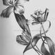 einzelne Blume mit Bleistift zeichnen (zum Geburtstag) - nur welche??