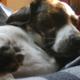 Hund (Mischling) legt sich beim Gassi gehen hin