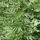 Kann Cannabis einfach so im Wald wachsen..?