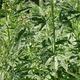 Kann Cannabis einfach so im Wald wachsen..?