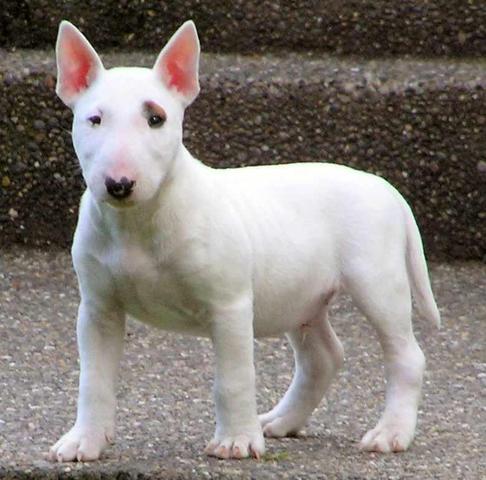 Миниатюрный бультерьер Miniature Bull Terrier . Стандарт породы. Содержание, кормление, уход за шестью, зубами, когтями, подгото