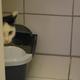 6 Wochen alte Katze bitte um Rat
