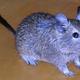 Hamster oder degu