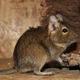 Hamster oder degu