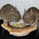 Hamster oder degu