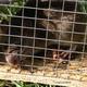 Nagetiere im Haus und Garten, was tun?