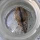 Nagetiere im Haus und Garten, was tun?