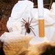 Spiderling Brachypelma albopilosum Haltung