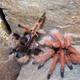 Spiderling Brachypelma albopilosum Haltung