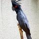 Wie heisst dieser schöne Vogel???