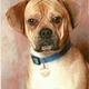 Puggle Informationen ! :-)))