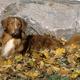Golden Retriever ähnliche Hunderasse gesucht!
