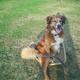 Golden Retriever ähnliche Hunderasse gesucht!