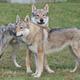 Tschechoslowackischer Wolfshund