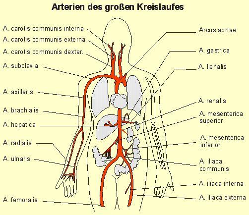 wie heißen die lateinischen namen der pulsadern? (Gesundheit, arder)