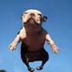 Flying Dog