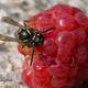 Gemeine Wespe