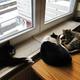 Warmer Platz für Katzen (Schlafplatz). Reicht eine Halogenlampe oder ist HQI / HCI / CDM besser?