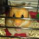Der Richtige Goldhamster Käfig !!!!???