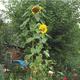 Kann man Sonnenblumenkerne vom Vogelfutter als Samen für Blumen verwenden?
