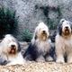 Was fällt euch spontan bei "Bobtail/Old English Sheepdog ein? Trainingstipps Jagdverhalten