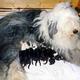 Was fällt euch spontan bei "Bobtail/Old English Sheepdog ein? Trainingstipps Jagdverhalten