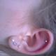 Knorpelpiercing extrem angeschwollen !! O.o