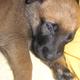 Labrador Welpe HILFE!!! *-*