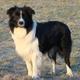 Wo gibt es Hundewelpen von Privat? (Inserate etc.)