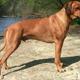 sind Hunde ecklig?