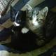 Welches Problem hat mein Kater???