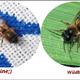Sind das Wespen oder was? Nest im Rolladenkasten? Tiere sind am Ende!