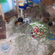 Wie stellt man Meerschweinchen richtig auf die ad libitum fütterung um ??