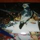 Vogel mit Haube?
