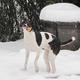 Mein Hund will dauernd fremde Personen anspringen