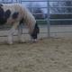 Haflinger mit Locken?